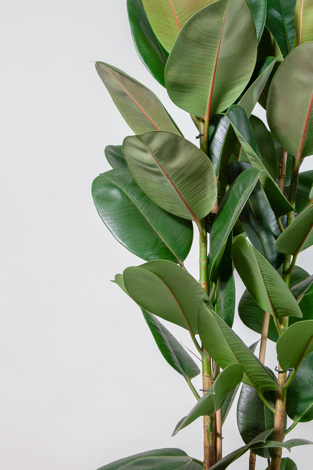 files/IndoorPlants-StudioShots13.11.2023-850-2.jpg
